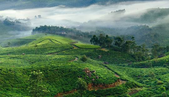 Munnar – Kerala's green paradise, tea plantations