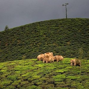Valparai & Wayanad – tea estates, forests, Western Ghats